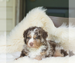 Puppy Kylo Dillan Bernedoodle