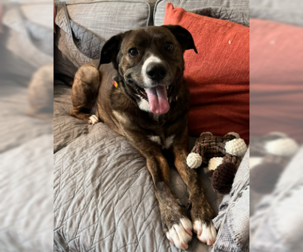 Medium Photo #2 Bulloxer Puppy For Sale in Decatur, GA, USA