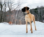 Small Photo #1 Great Dane Puppy For Sale in GILLETT, PA, USA