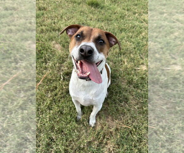 Medium Photo #4 Beagle-Unknown Mix Puppy For Sale in Evansville, IN, USA
