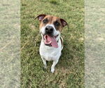 Small #3 Beagle Mix