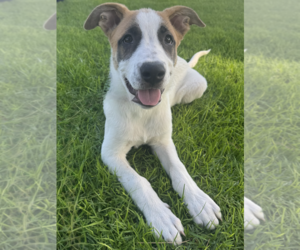 Great Pyrenees Dogs for adoption in Newport Beach, CA, USA