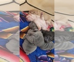 Small Photo #18 Chinese Shar-Pei Puppy For Sale in DIXON, CA, USA