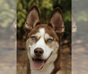 Siberian Husky Dogs for adoption in Carrollton, TX, USA