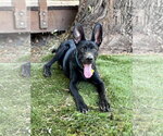 Small #6 Mutt