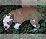 Small Photo #3 American Bulldog Puppy For Sale in OPELIKA, AL, USA