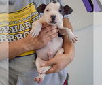 Small #3 American Staffordshire Terrier-Boxer Mix