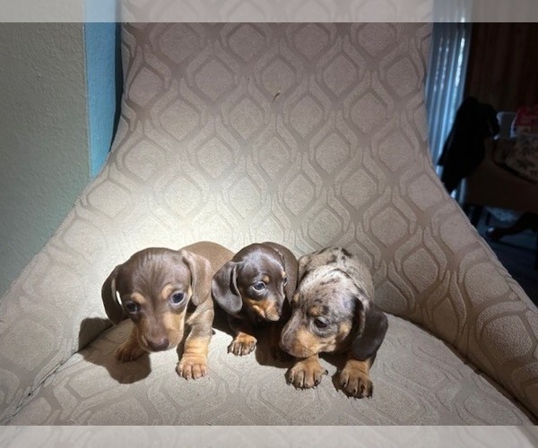 Medium Photo #1 Dachshund Puppy For Sale in KALAMA, WA, USA