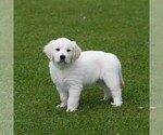 Small #20 English Cream Golden Retriever