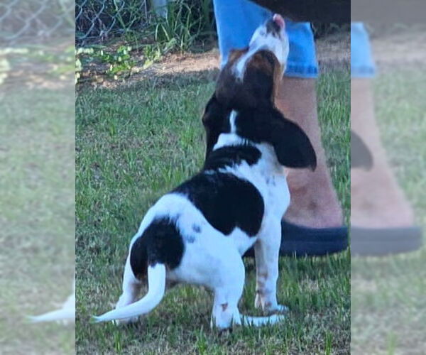 Medium Photo #7 Bagle Hound Puppy For Sale in Dunnellon, FL, USA