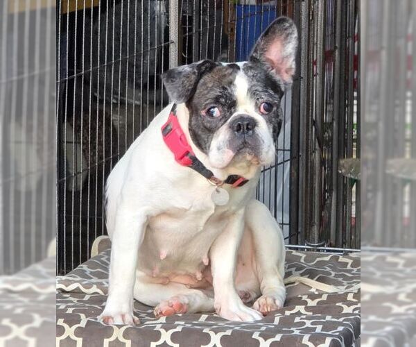 Medium Photo #6 Faux Frenchbo Bulldog Puppy For Sale in Tustin, CA, USA