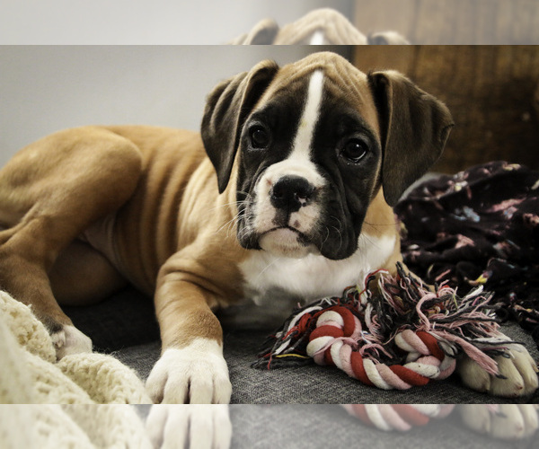 Medium Photo #7 Boxer Puppy For Sale in SHIPSHEWANA, IN, USA