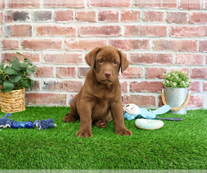 Labrador Retriever Puppy for sale in SYRACUSE, IN, USA