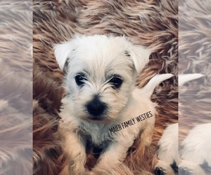 West Highland White Terrier Puppy for sale in PUEBLO, CO, USA