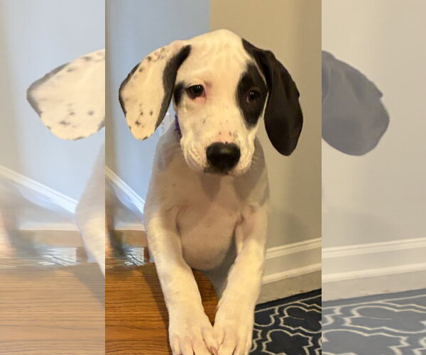 Medium Photo #2 Mutt Puppy For Sale in Holly Springs, NC, USA