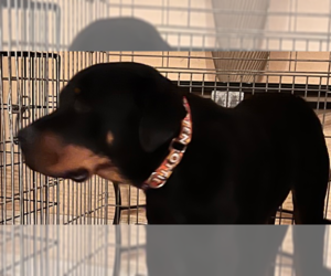 Rottweiler Dogs for adoption in Gilbert, AZ, USA