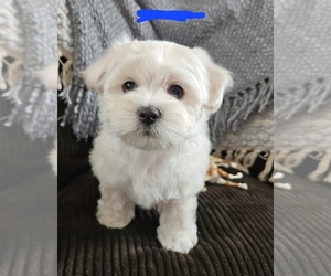 Maltese Puppy for sale in WYNNEWOOD, OK, USA
