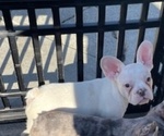 Small #4 French Bulldog