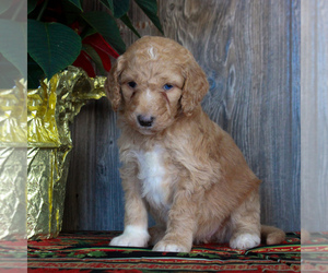 Goldendoodle-Poodle (Standard) Mix Puppy for sale in HONEY BROOK, PA, USA