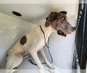 Great Dane-Unknown Mix Dogs for adoption in Houston, TX, USA