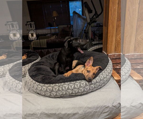 Medium Photo #2 German Shepherd Dog-Unknown Mix Puppy For Sale in Aurora, CO, USA