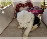 Small Photo #27 Sheepadoodle Puppy For Sale in THORNDALE, TX, USA