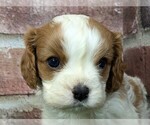Small #3 Cavalier King Charles Spaniel