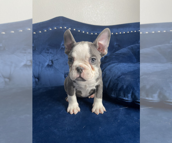 Medium Photo #25 French Bulldog Puppy For Sale in COLUMBUS, OH, USA