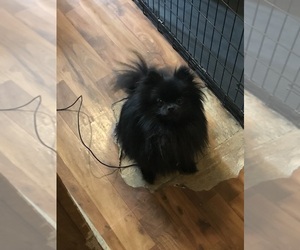 Father of the Pomeranian puppies born on 05/08/2025