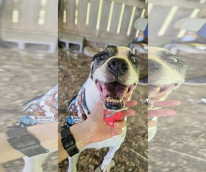 Smudge - Male American Staffordshire Terrier-Labrador Retriever Mix Dog for Adoption - Photo #2