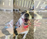 Small Photo #2 American Staffordshire Terrier-Labrador Retriever Mix Puppy For Sale in Jackson, MS, USA