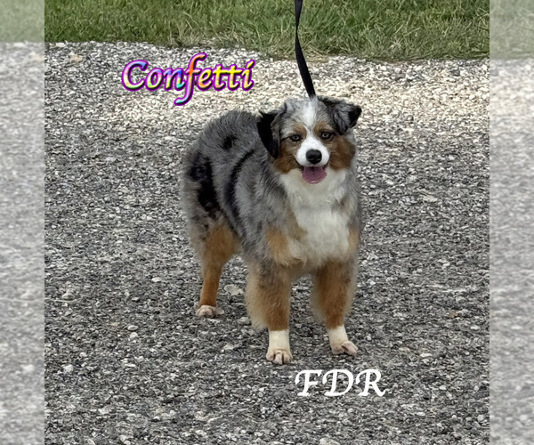 Medium Photo #1 Miniature Australian Shepherd Puppy For Sale in FORESTBURG, TX, USA