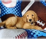 Small Photo #3 Golden Retriever Puppy For Sale in NOTTINGHAM, PA, USA