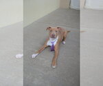 Small American Pit Bull Terrier Mix