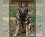 Small #7 German Shepherd Dog