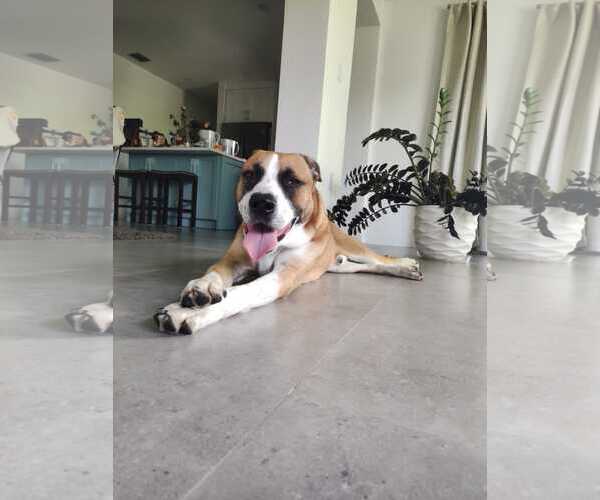 Medium Photo #2 Mountain Cur-Unknown Mix Puppy For Sale in Miami, FL, USA