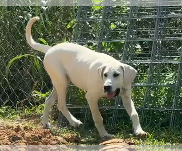 Medium Photo #31 Anatolian Shepherd-Labrador Retriever Mix Puppy For Sale in Higley, AZ, USA