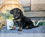 Small Photo #4 Poovanese Puppy For Sale in SUGARCREEK, OH, USA