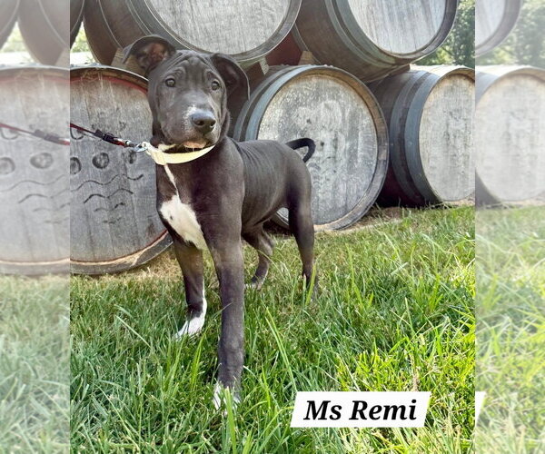 Medium Photo #3 American Pit Bull Terrier-American Staffordshire Terrier Mix Puppy For Sale in Chester, VA, USA
