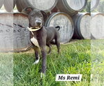 Small #2 American Pit Bull Terrier-American Staffordshire Terrier Mix