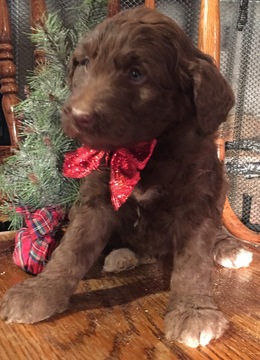 Medium Photo #14 Aussiedoodle Puppy For Sale in ARBA, IN, USA