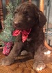 Small Photo #14 Aussiedoodle Puppy For Sale in ARBA, IN, USA