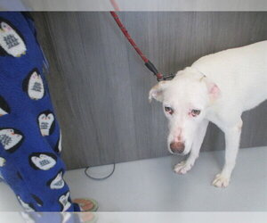 Labrador Retriever Dogs for adoption in Ocala, FL, USA