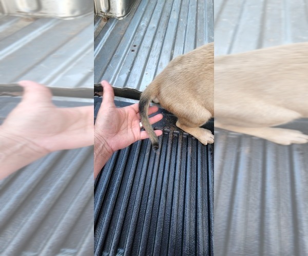 Medium Photo #39 Mastiff Puppy For Sale in PARIS, IL, USA