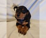 Small Photo #9 Dachshund Puppy For Sale in KUNA, ID, USA