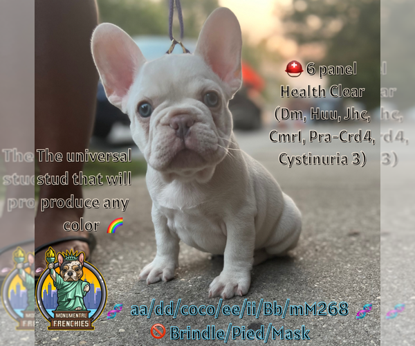 Medium Photo #1 French Bulldog Puppy For Sale in BALTIMORE, MD, USA