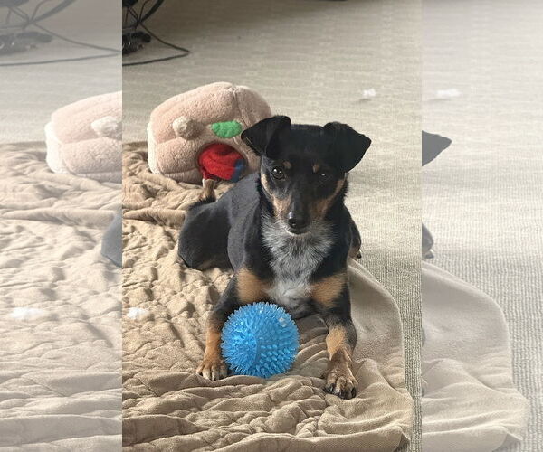 Medium Photo #6 Miniature Pinscher-Unknown Mix Puppy For Sale in Arlington, VA, USA