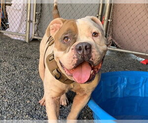 Bulldog-Unknown Mix Dogs for adoption in Moreno Valley, CA, USA