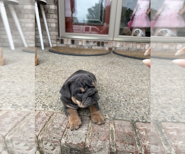 Medium Photo #2 English Bulldog Puppy For Sale in SEYMOUR, IN, USA