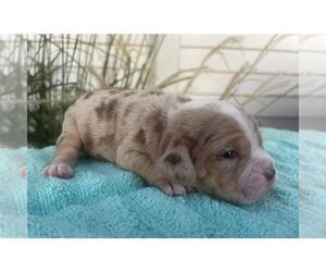 Beabull Puppy for Sale in ARTHUR, Illinois USA